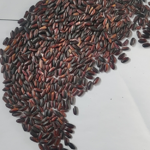 沈丘县黑米色选粒，可以做酒，打面，熬粥，干净价格实惠