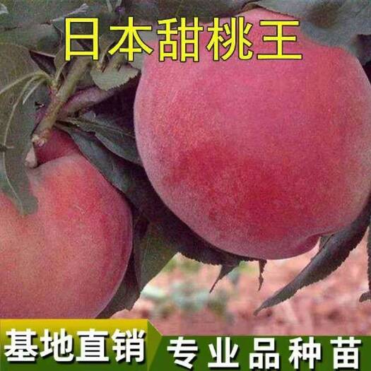 平邑县秋甜桃树苗 日本甜桃王苗，基地直销三包发货