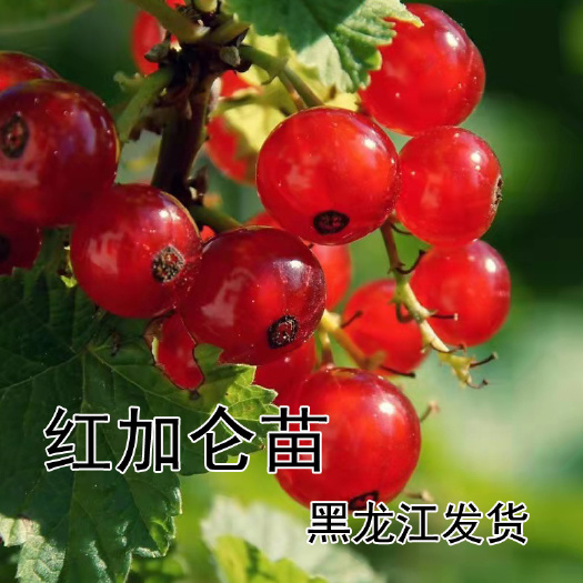 黑加仑苗  南北红加仑苗一年两年三年四年五年大墩苗当年结果
