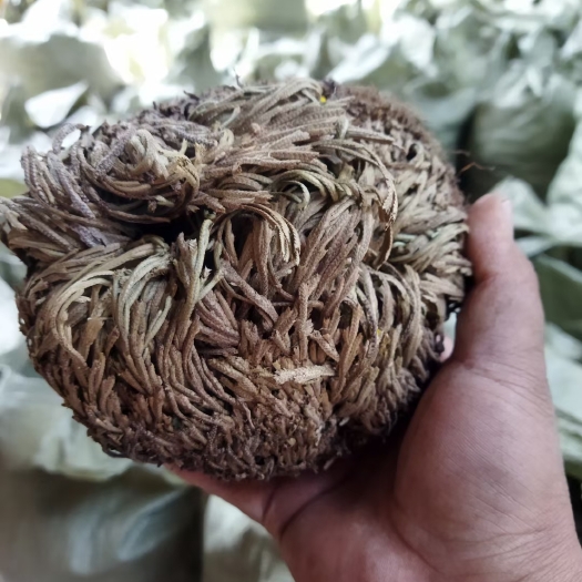 元谋县需要大货卷柏的有50吨货欢迎来电