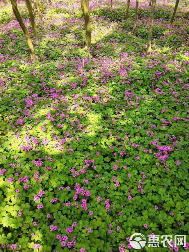  红花酢浆草