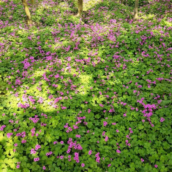  红花酢浆草