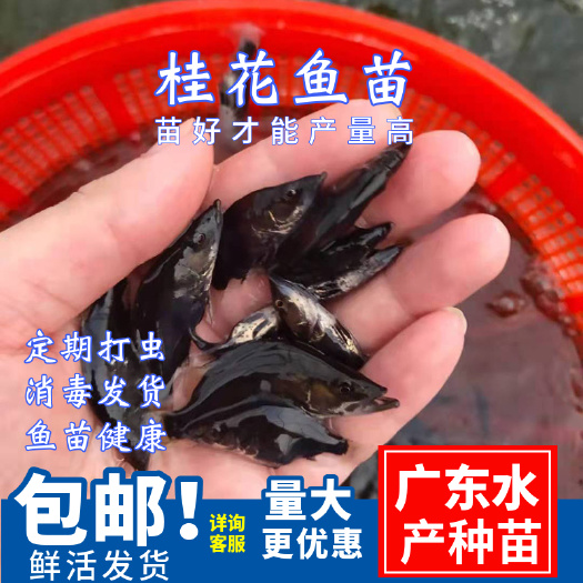 广州鳜鱼苗\桂鱼苗翘嘴桂花鱼苗\优质新花种苗\生长快抗病强高产