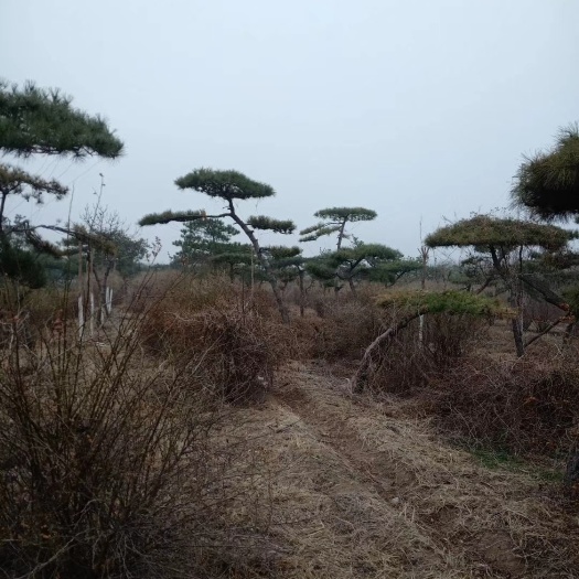 无极县白皮松 绿化苗木