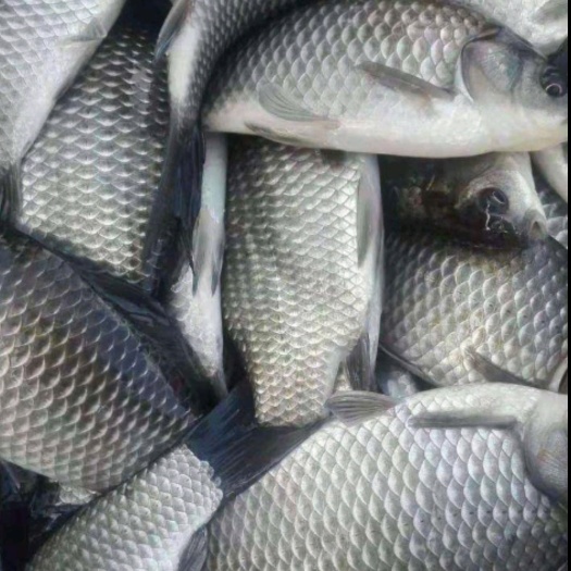 中江县高背鲫 鲫鱼