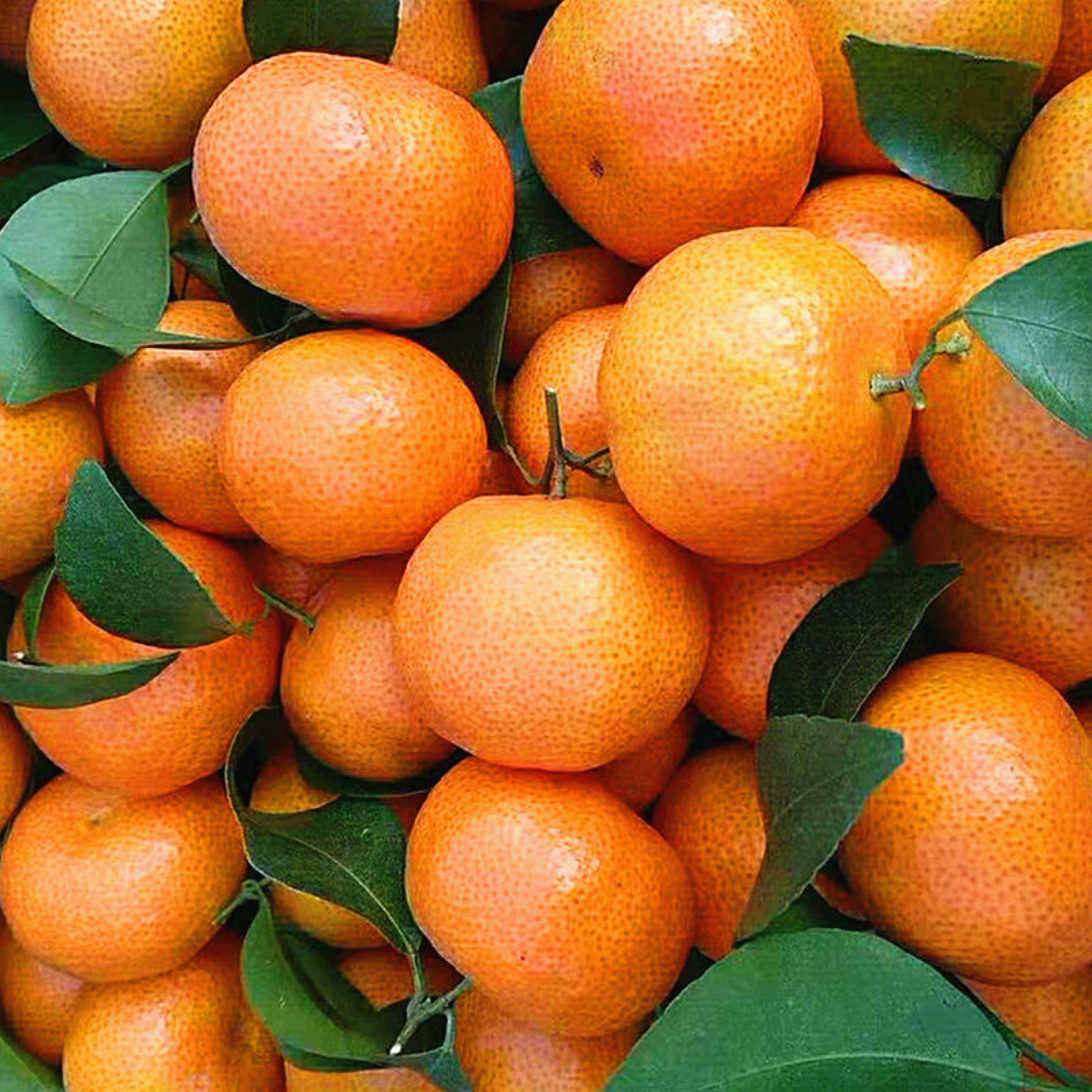 西林县柑桔  西林砂糖橘为中国砂糖橘之乡皮薄肉丰满