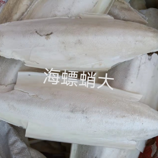 海蛸 切块儿 乌贼骨各种规格海螵蛸