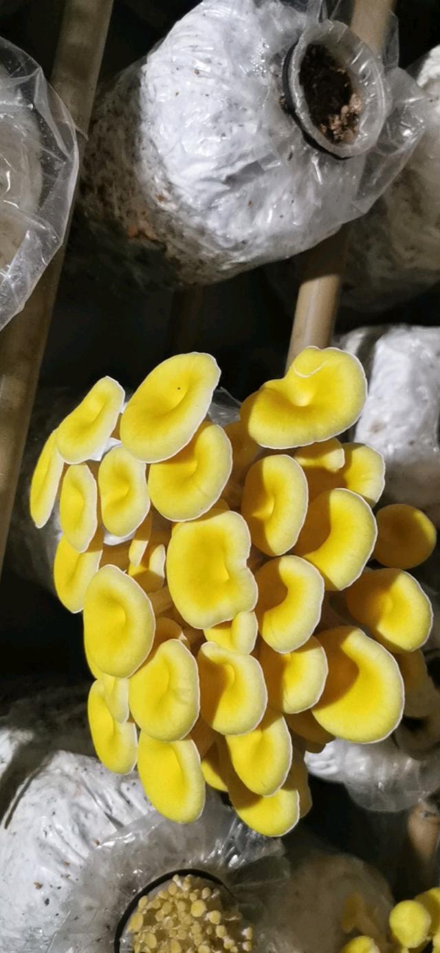 中山市黄蘑 鲜平菇，鸡枞菌