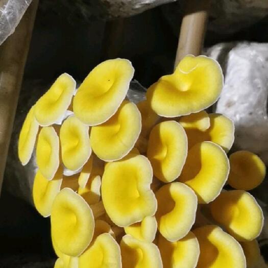 黄蘑 鲜平菇，鸡枞菌