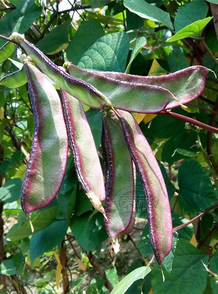 株洲农之子早生边红扁豆种子，早熟，荚边紫红色，花红，采收期长可达
