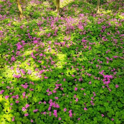 光山县 红花酢浆草
