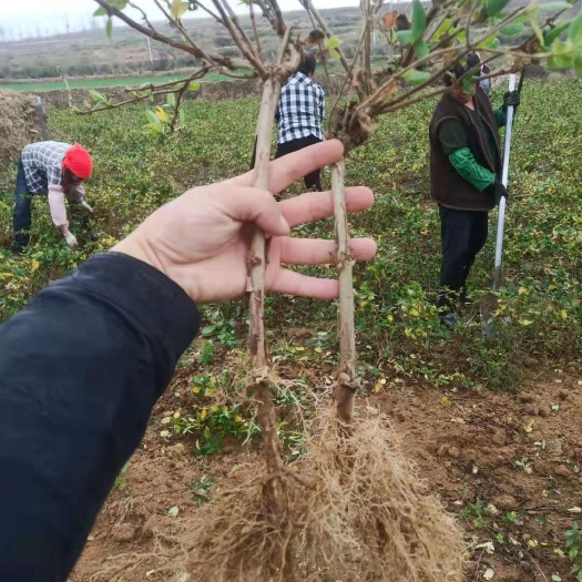 平邑县 金银花北花一号金银花苗