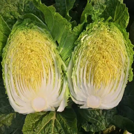 邳州市黄心大白菜