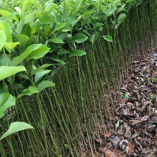 广州火力楠木苗 基地自产自销，精品火力楠