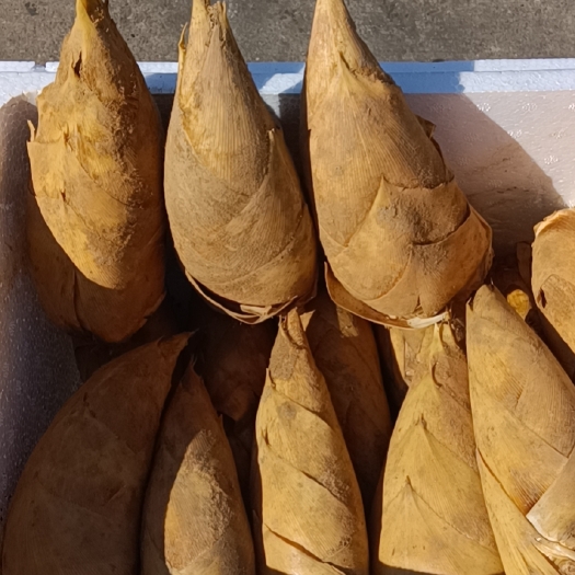 浏阳市精品冬笋黄泥冬笋鲜笋大量有货