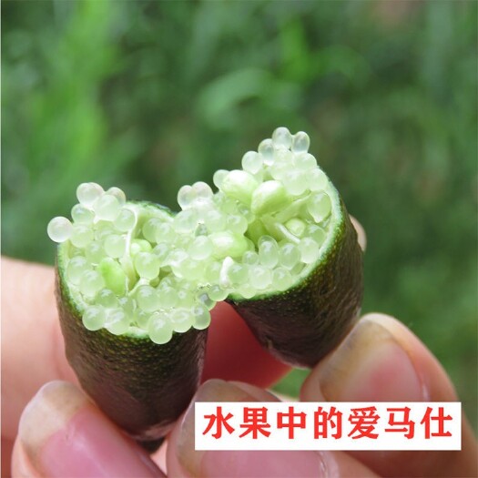 灵山县 澳洲手指柠檬苗 红香槟，鲁比，翡翠绿，血柠