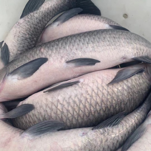 青鱼