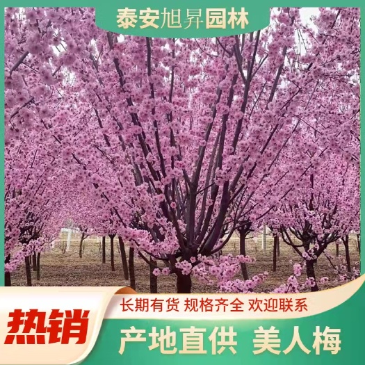 泰安美人梅  ，8公分，原生10公分，