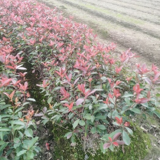杭州红叶石楠毛球高度50-60，60-70