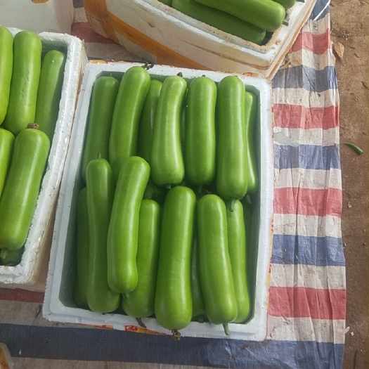 徐闻县瓠瓜  徐闻基地蒲瓜