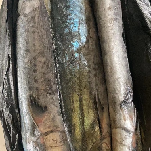 荣成市黄金鲅 威海鲅鱼！渤海湾所有海鲜！