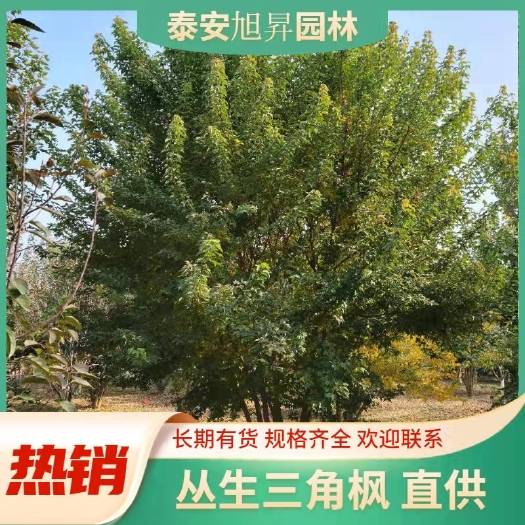 泰安丛生三角枫，4-6米丛生三角枫精品苗，5米丛生三角枫价格