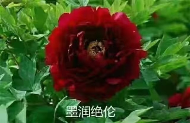 菏泽山东菏泽精品观赏牡丹