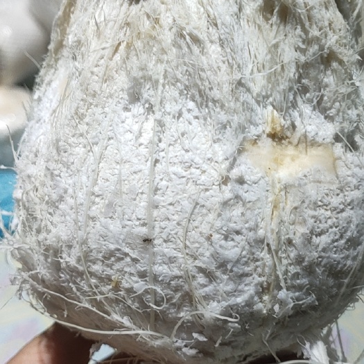 海南特产新鲜椰子毛椰白包运费代发匿名发货欢迎咨询下单