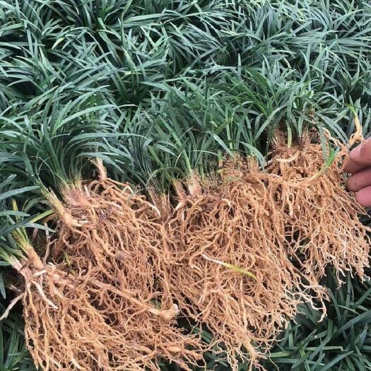 宿迁麦冬草正宗日本矮麦冬草庭院玉龙草苗植物细叶沿阶草金边阔麦冬苗