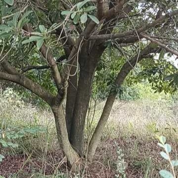 炎陵县南方杨梅树乌梅东魁台梅南方庭院地栽