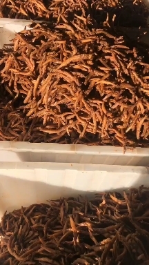 河源 泥鳅干