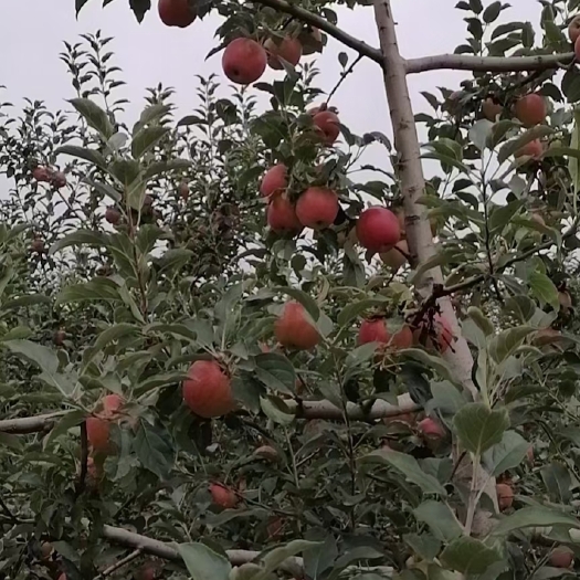 绥德县秦冠苹果 陕北山地苹果