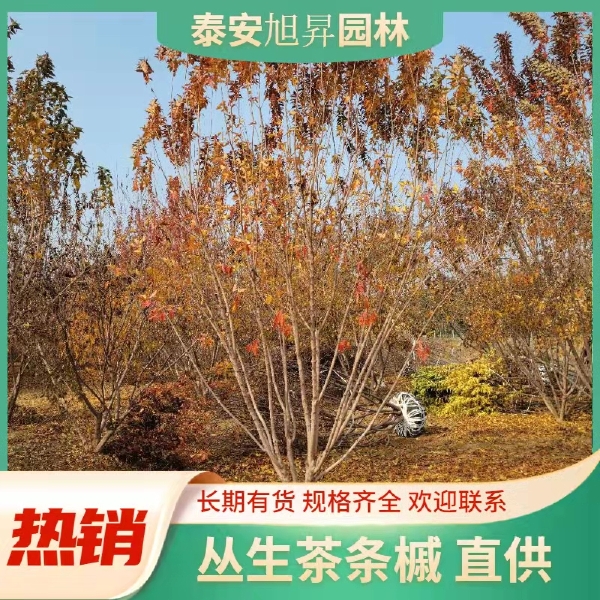 茶条槭，丛生茶条槭，4米茶条槭价格，精品丛生茶条槭山东基地