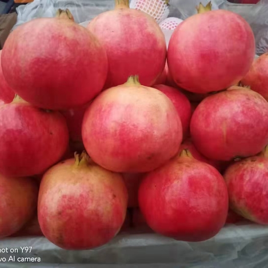 黔西市红如意软籽石榴树苗 红如意软籽石榴苗，