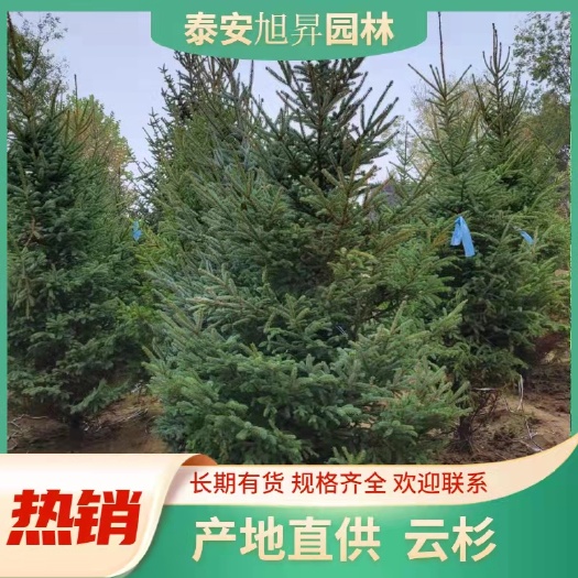 泰安5米云杉  ，泰安云杉，山东云杉，5米云杉价格