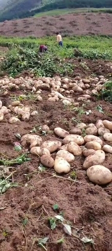 剑川县丽薯6号  脱毒丽薯六号一级种薯，可用作商品薯