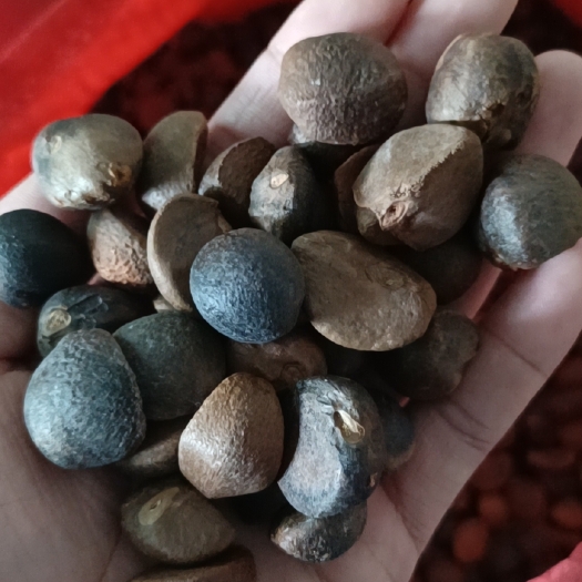 攸县 正宗老树山茶油