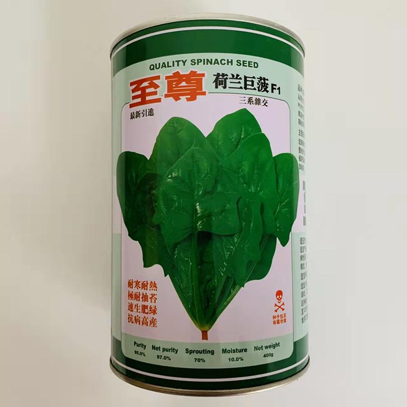 沭阳县菠菜种子荷兰速生巨菠菜种子优质大叶菠菜种子包邮种植大基种植