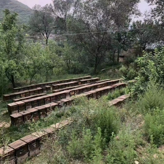 浮山县槐花蜜  纯蜂蜜假一赔十，蜂农自家养的蜜蜂