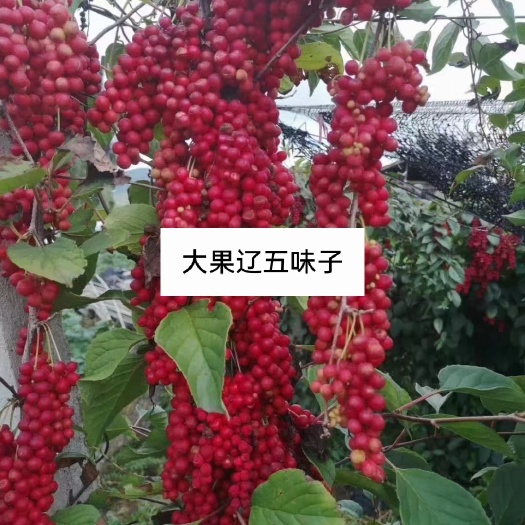 五味子苗，辽五味子苗，中药材种植，五味子，基地直销