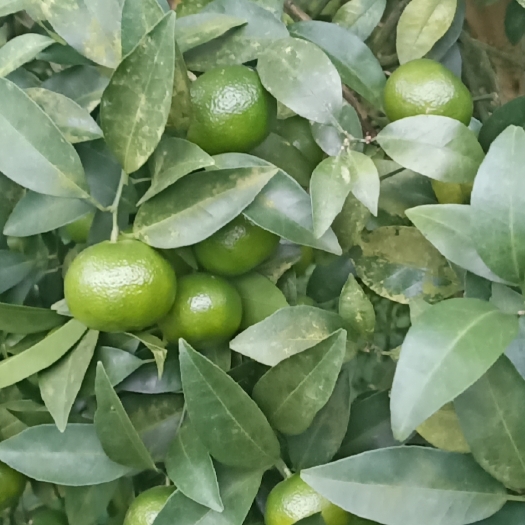桂林蜜桔 清香桔~11月初上市