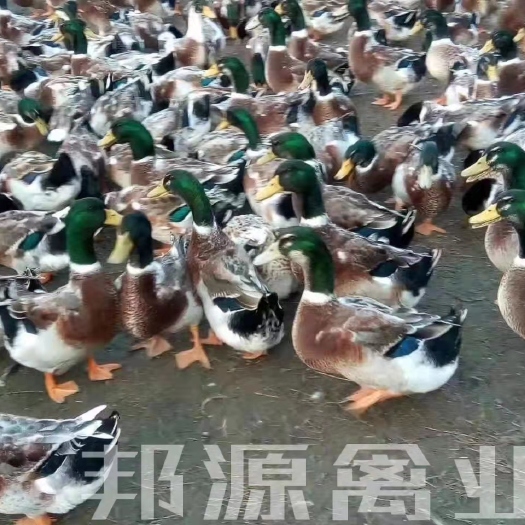南宁麻鸭苗  鸭苗青头鸭苗桂柳大种四点公司苗质量保证技术指导