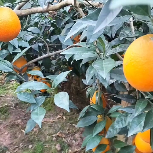 【推荐】长虹脐橙 湖北秭归脐橙橙香四溢产地直发