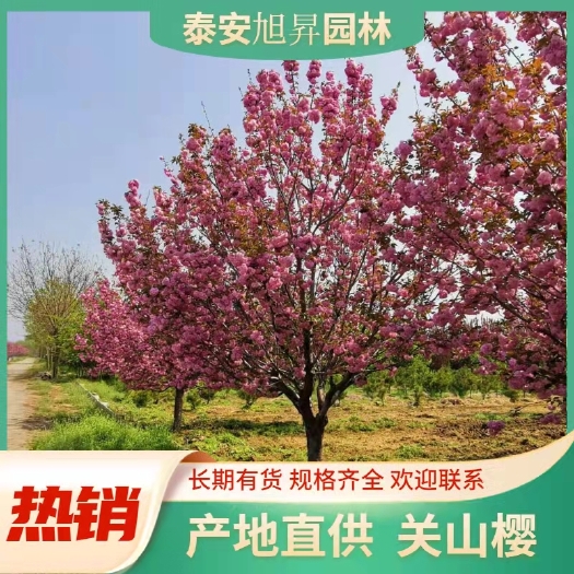 泰安6公分樱花，日本晚樱，关山樱