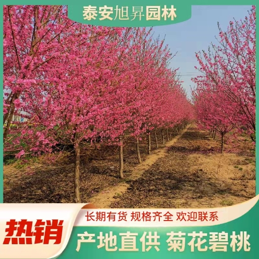 泰安菊花碧桃  ，12公分价格，13公分，14公分照手桃价格