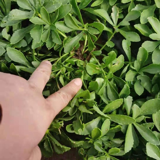 莱西市救心菜 好东西自己查一下！