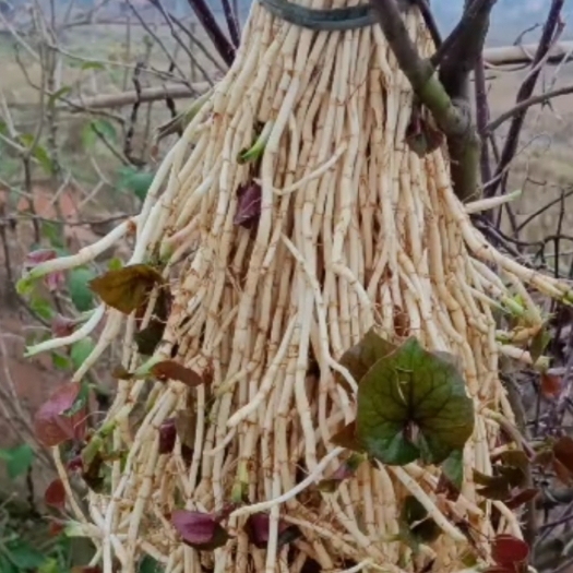 长顺县鱼腥草 新鲜折耳根大量上市了