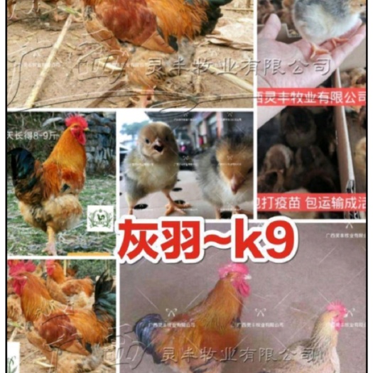 南宁 K9鸡苗 灰羽k9、882/k9，901新广鸡苗