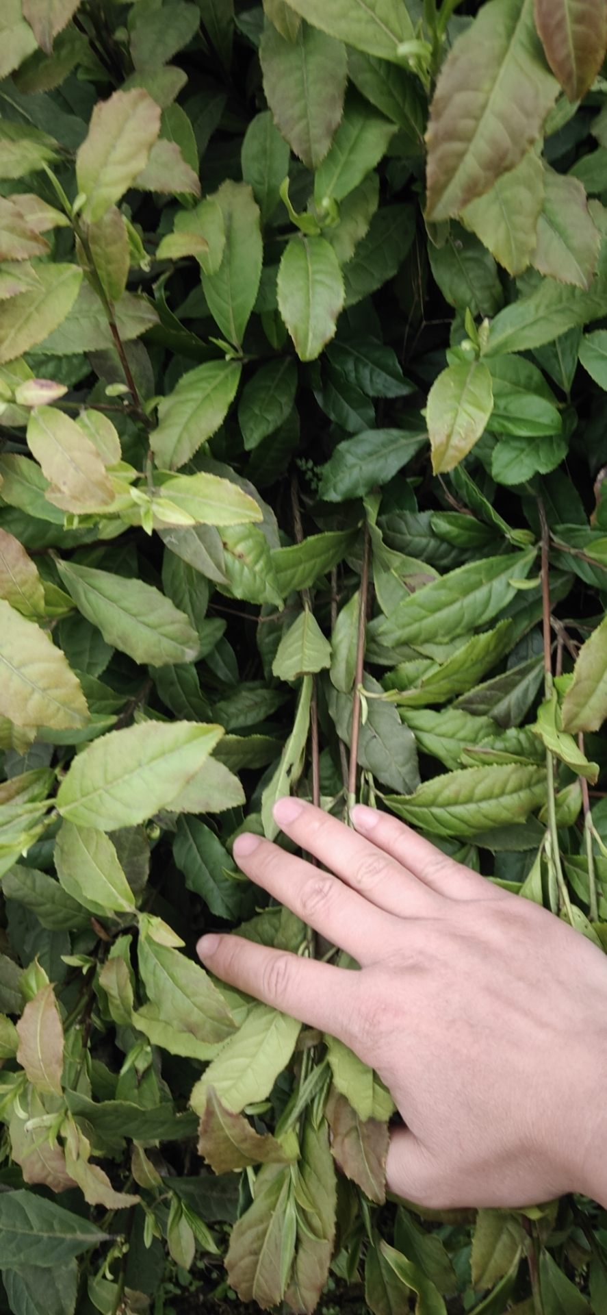 保靖黃金1號茶苗  保靖黃金茶！苗好粗壯！成活率高！歡迎新老