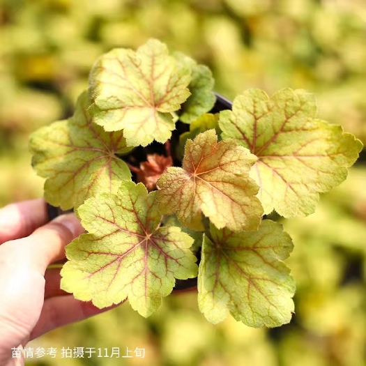 青州市矾根种苗  矾根